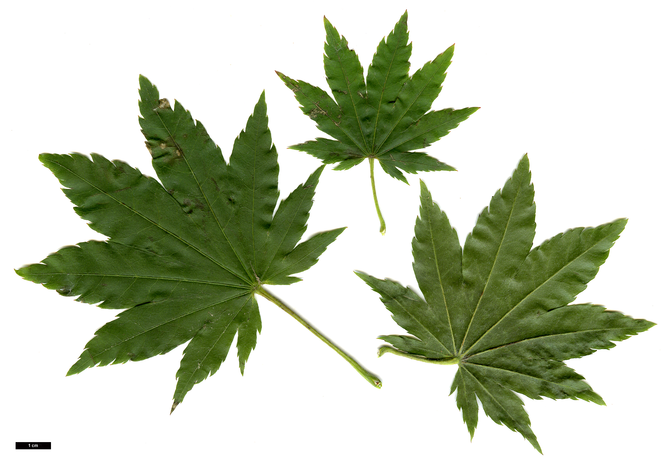 High resolution image: Family: Sapindaceae - Genus: Acer - Taxon: japonicum × A.pseudosieboldianum